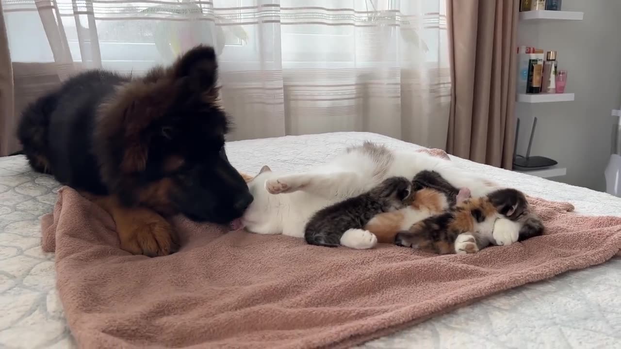 German Shepherd Puppy Meets Mom Cat with Newborn Kittens for the First Time