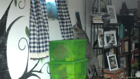 Frankie and the drama at the window this morning