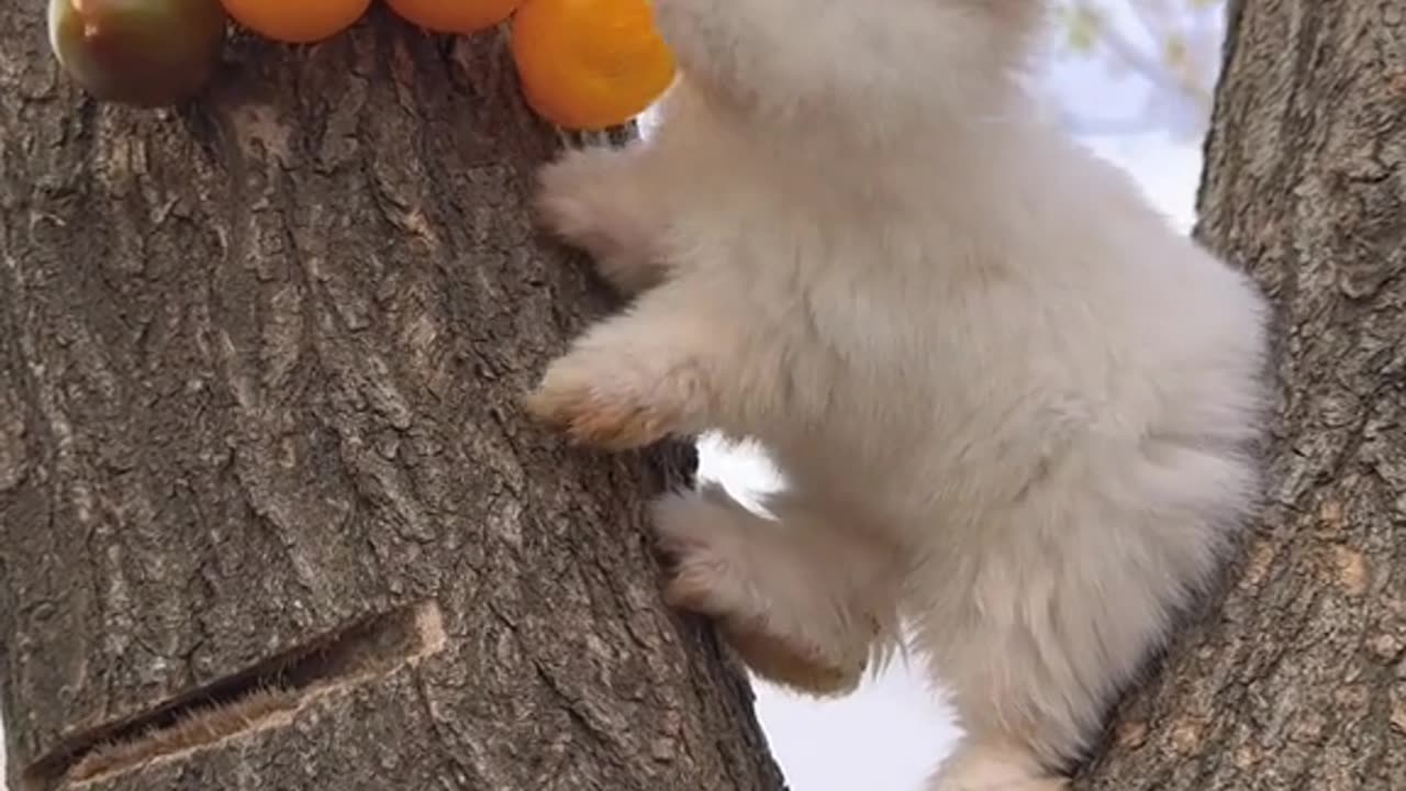 Cute Rabbit Eat Mangoes