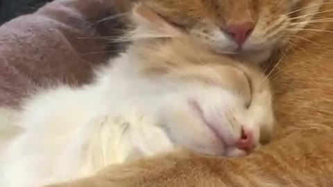 Loving Cat