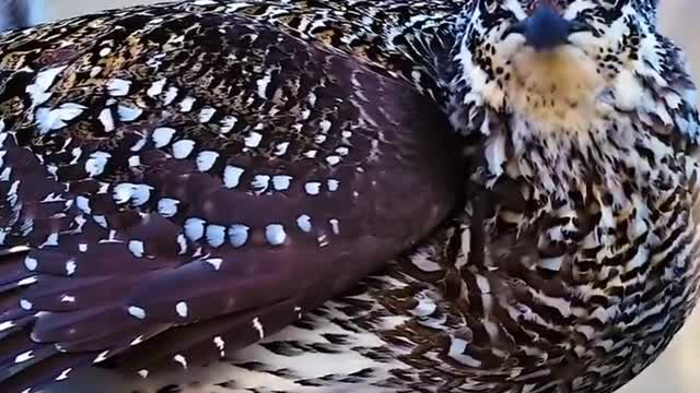 The sharp-tailed prairie chicken