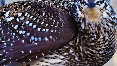 The sharp-tailed prairie chicken