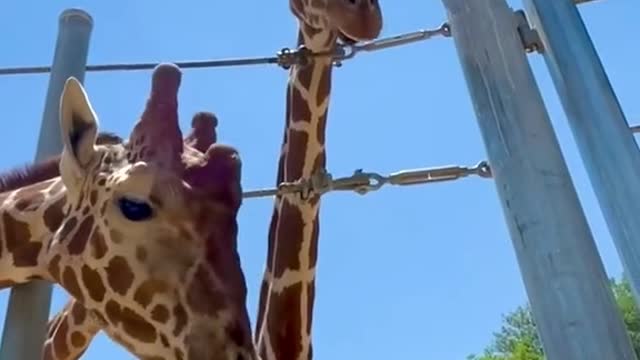 Life with giraffes has its unique set of challenges 😂😂😂