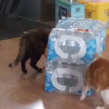 Playin' "peek-a-boo"