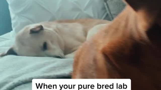 When your pure bred lab is aggressive and trusts