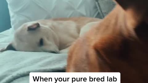 When your pure bred lab is aggressive and trusts