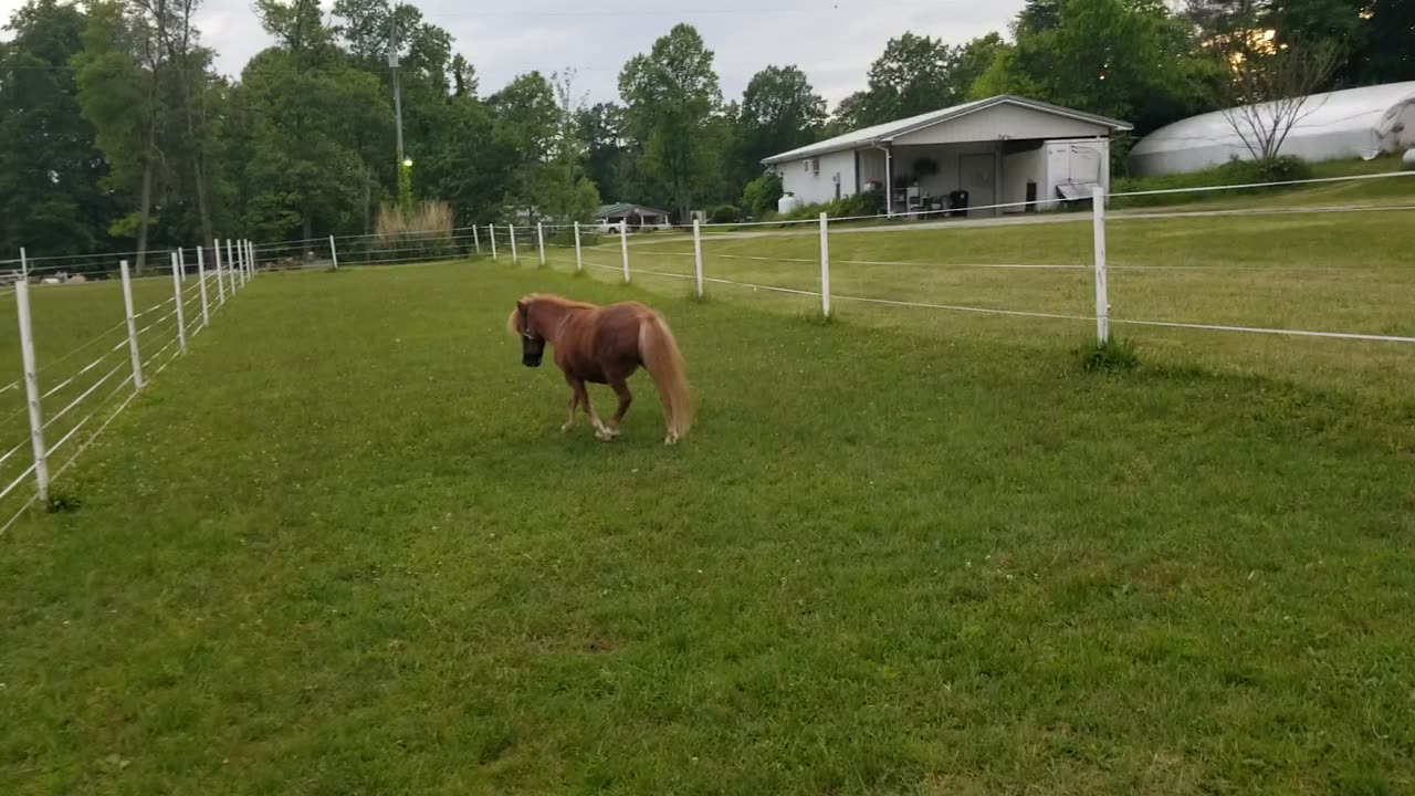 Rodeo