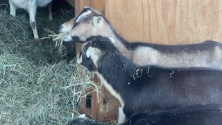 GOAT Hay Eating Contest 01.2023