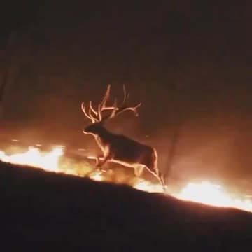 Massive Wildfires Reported in Wyoming at Bighorn National Forest....