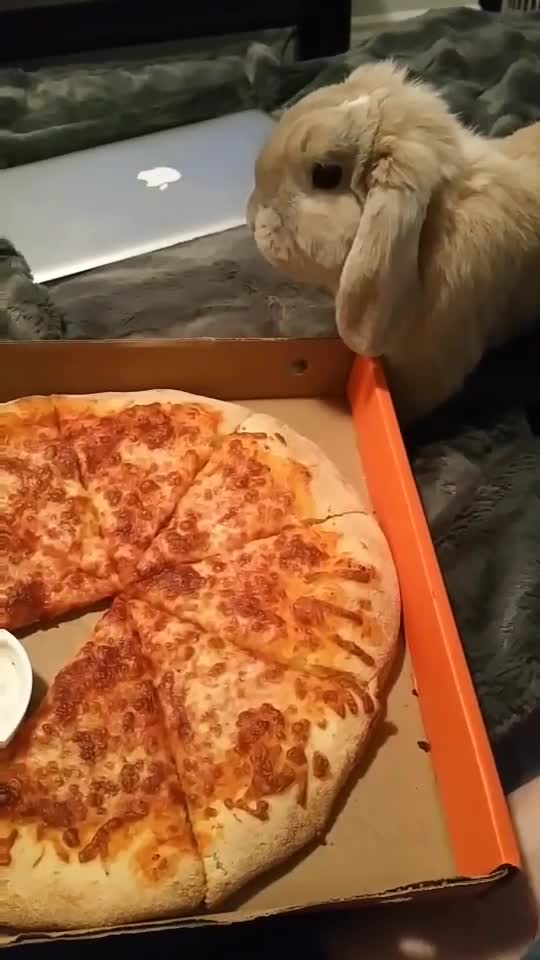 Bunny Eats Pizza