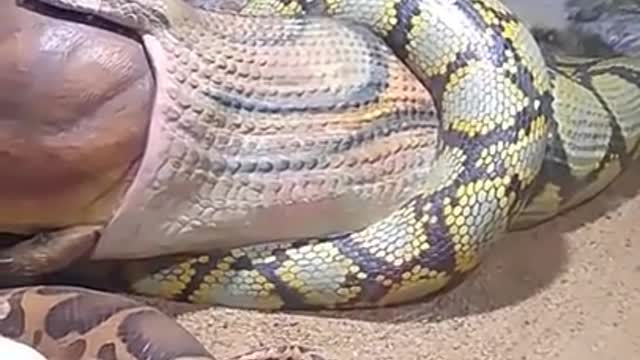 Biggest a snake in the world