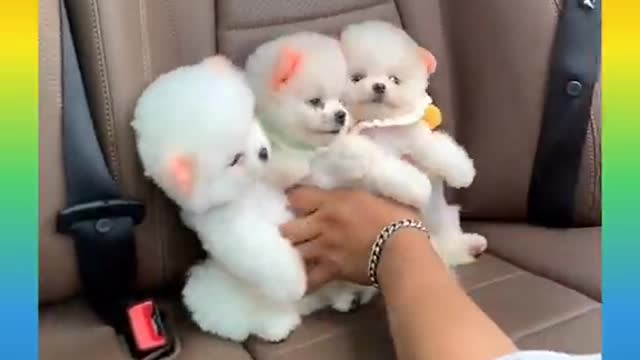 Cute and Funny Dog Videos Compilation