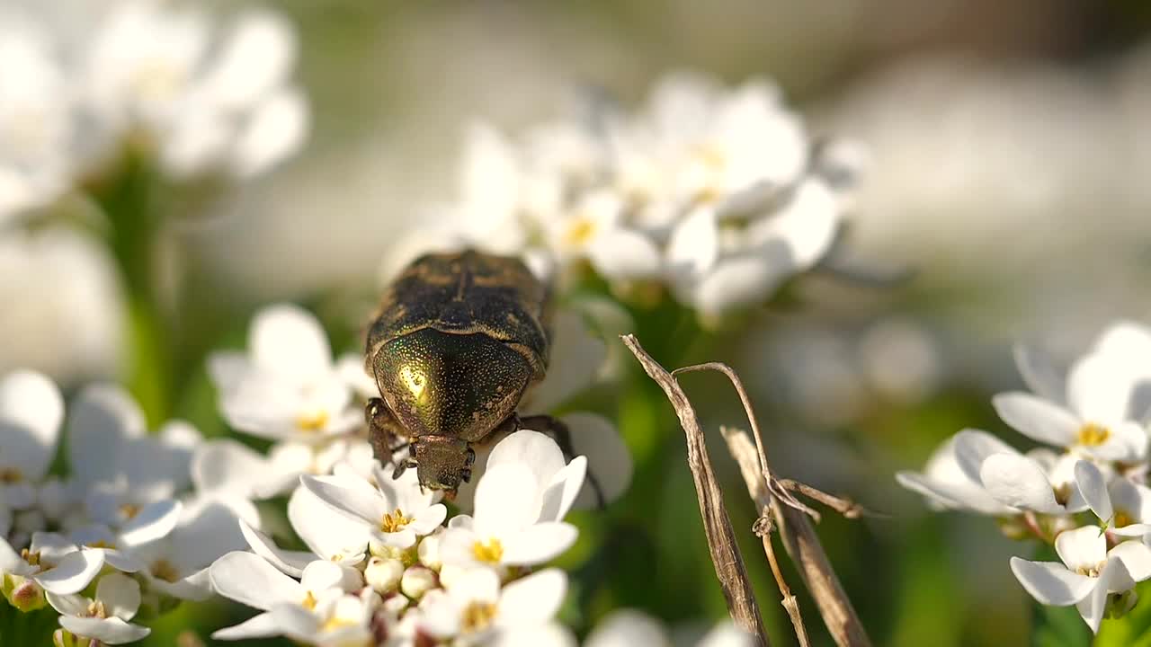 Rose Beetle Beetle Insect Animal World Pollen