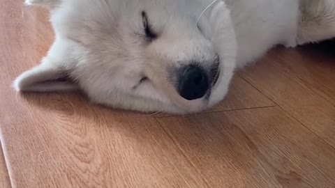 I'm a very good Samoyed