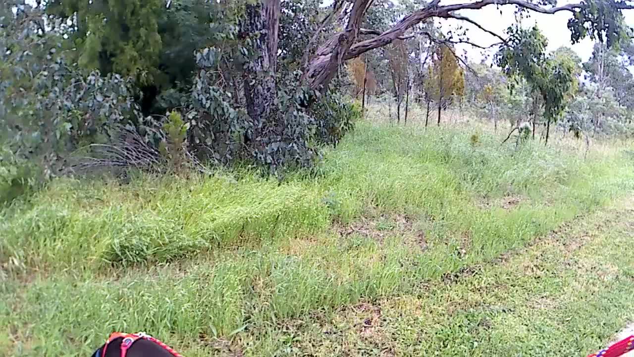 Steve the Shar Pei X Staffy goes on a walk