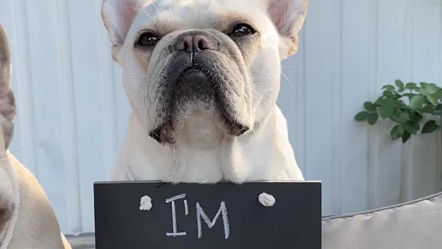 French Bulldogs Have an Announcement