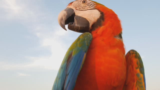 Close Up Of Blue And Gold Macaw Parrot