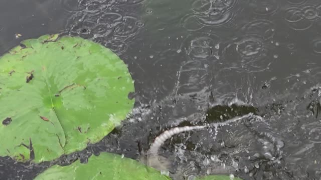 Playing with a little gator