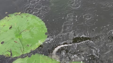 Playing with a little gator