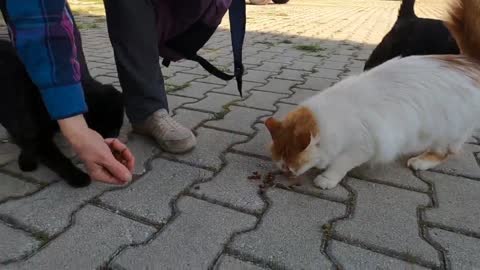 Cats living in the car park are all cute from each other