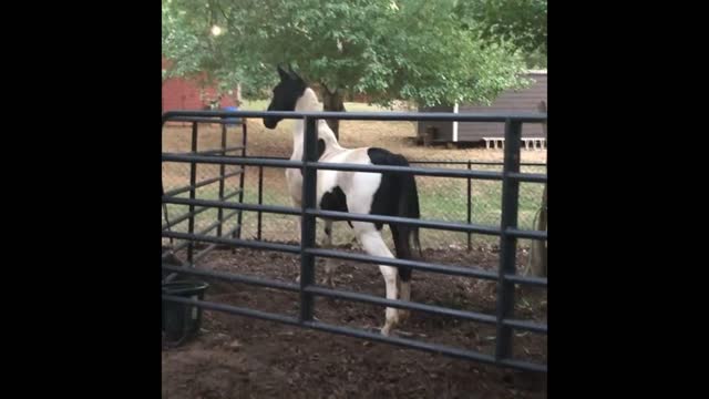 Horse black and white paint mare looking good