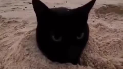 My cute blacky cat funny moment 🤣