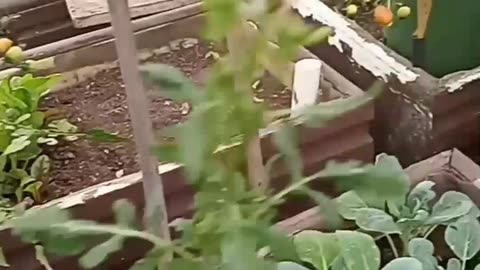 Suburban Farming