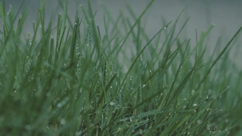 Gentle Rain and Soothing Music