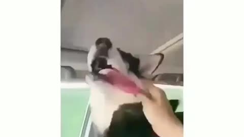 A dog that has been teased.