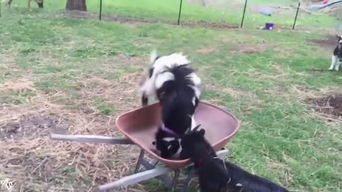 Crazy animals funny videos