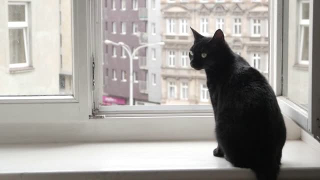 Black Cat sitting on a Window watching on a Street