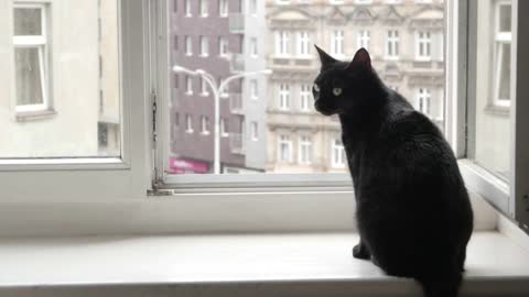 Black Cat sitting on a Window watching on a Street