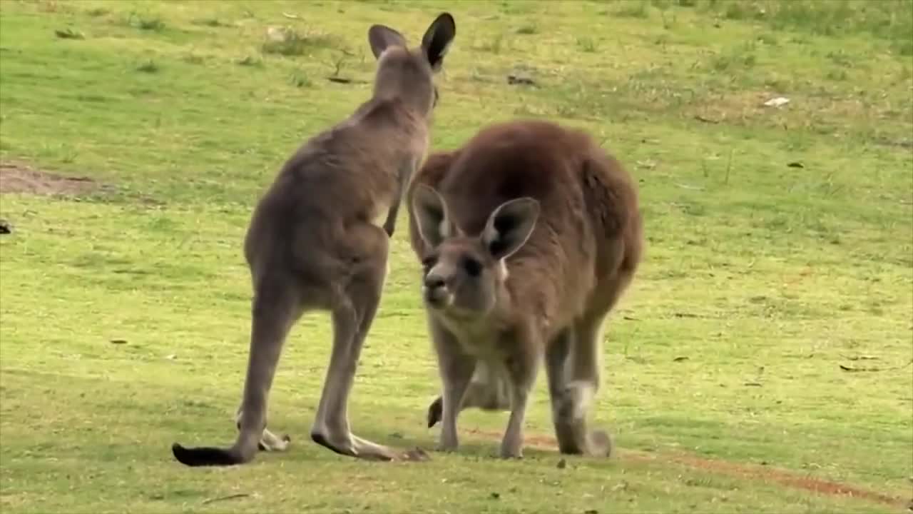 The Kangaroo is the World's Largest Hopping Animal | National Geographic