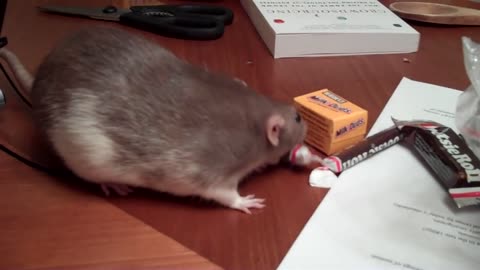 dumbo rat runs off with candy