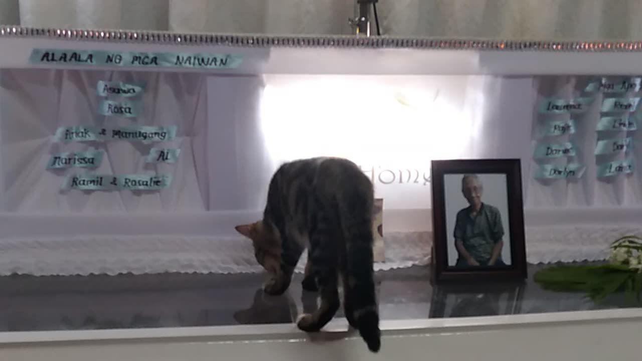 My Father's Cat Climb on top of His Coffin