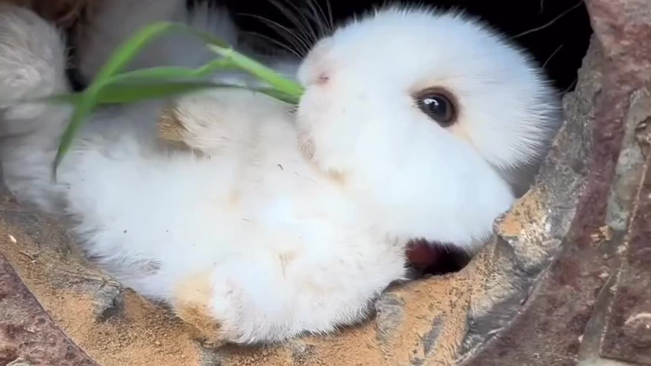 Bunny video . Cute bunny