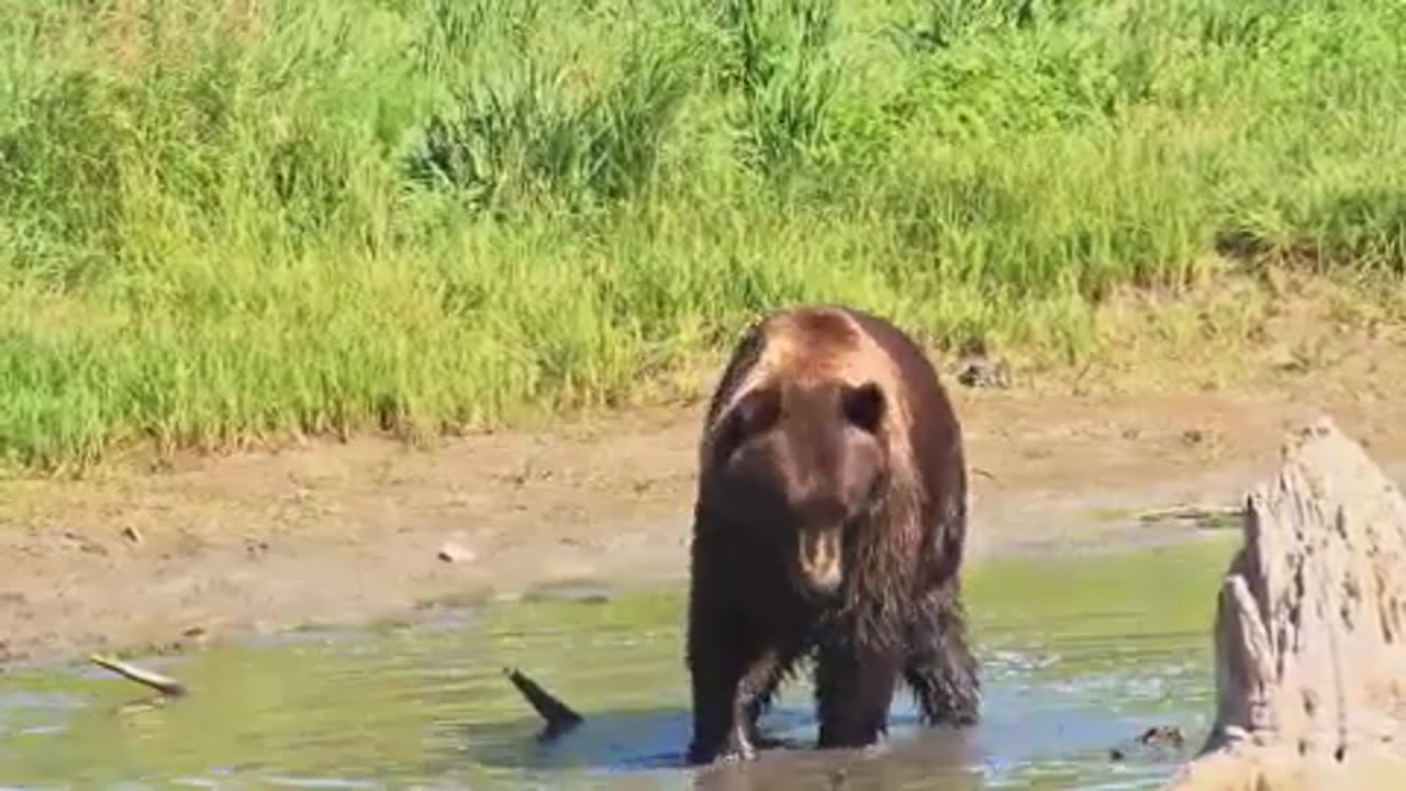 Brown Bear walk