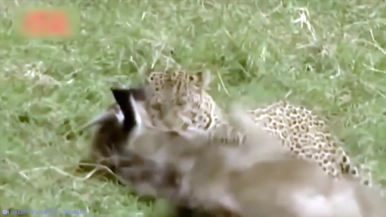 The Wrong Opponent Was Messed With by Animals 15 Times!