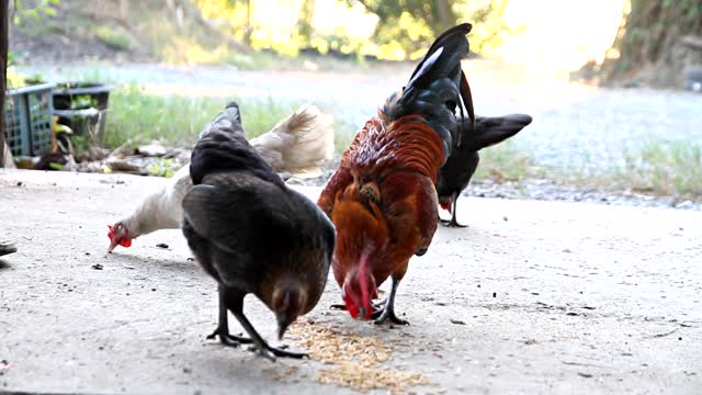 feeding chickens