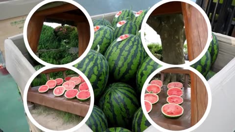 watermelon harvest and farm comes to the table