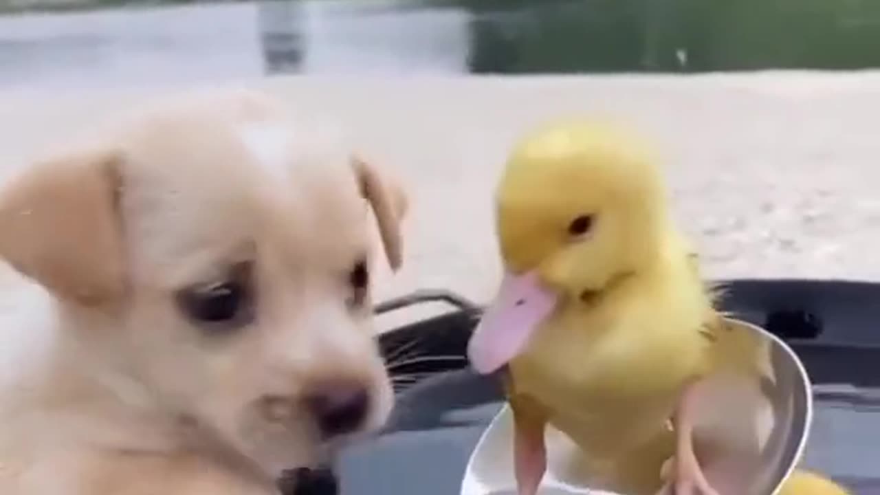 Very cute animals(очень милые животные)