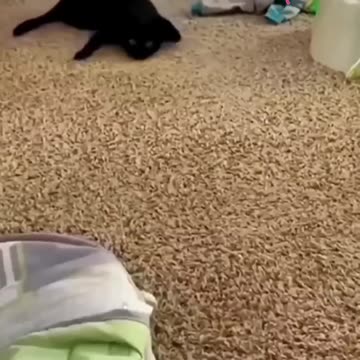 Fanny cat videos | cat videos | Kittycat video | Animals video |