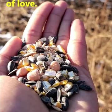 My Little Bird of Love (A Beautiful New Song for Children)