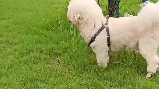 I met a big white dog in the park