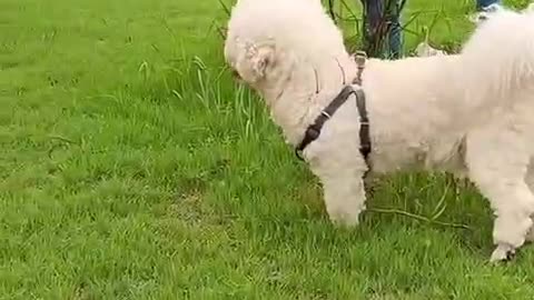 I met a big white dog in the park