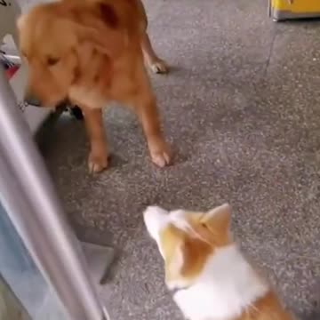 All Bark and No Bite