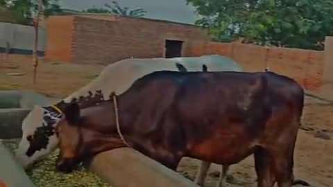Funny animal