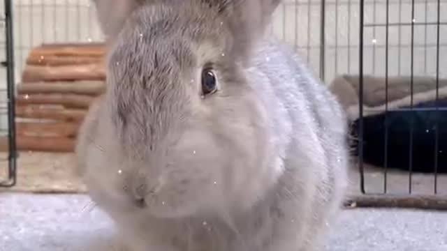 A cute bunny at home