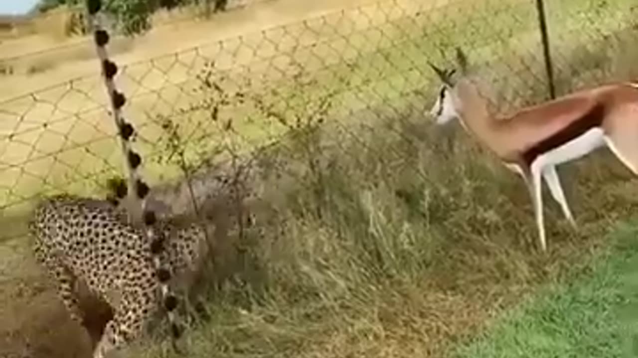 🐅🐆Leopard and Dear 🦌🦌of the beautiful Comedy