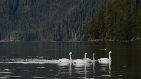 Trumpeter Swans